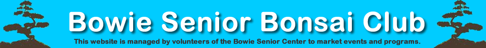 Bowie Senior Bonsai Club